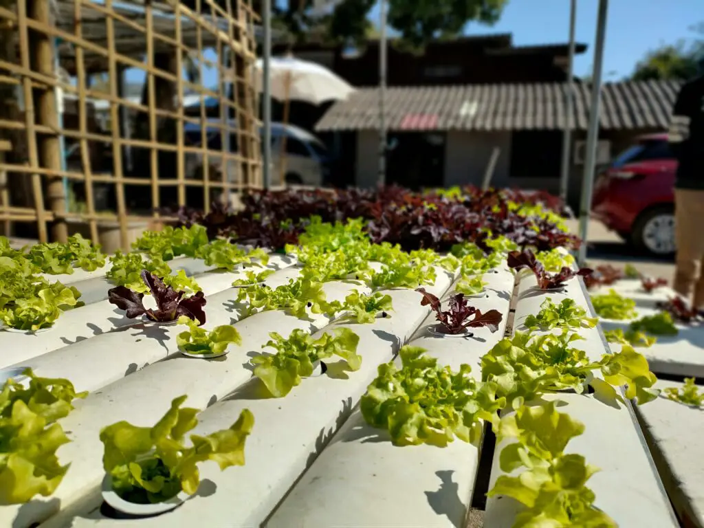 How To Grow Vegetables Indoors Without Sunlight
