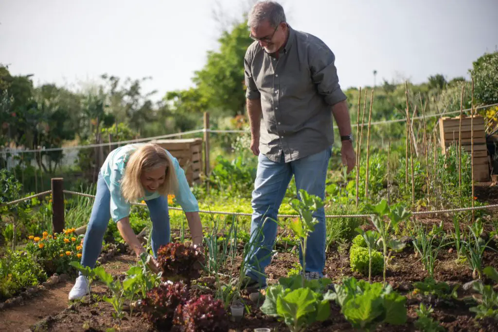 How To Grow Vegetables Indoors Without Sunlight