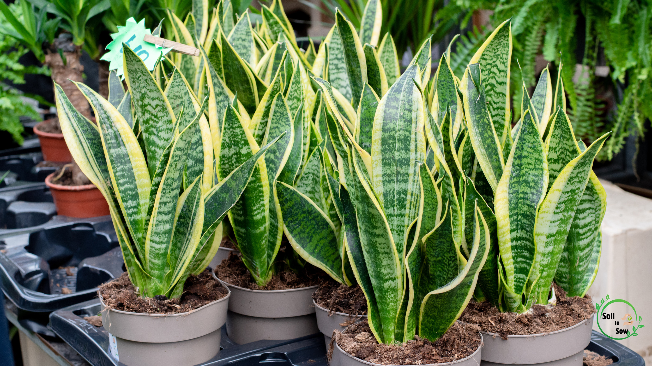 Best Houseplants For Bright Light