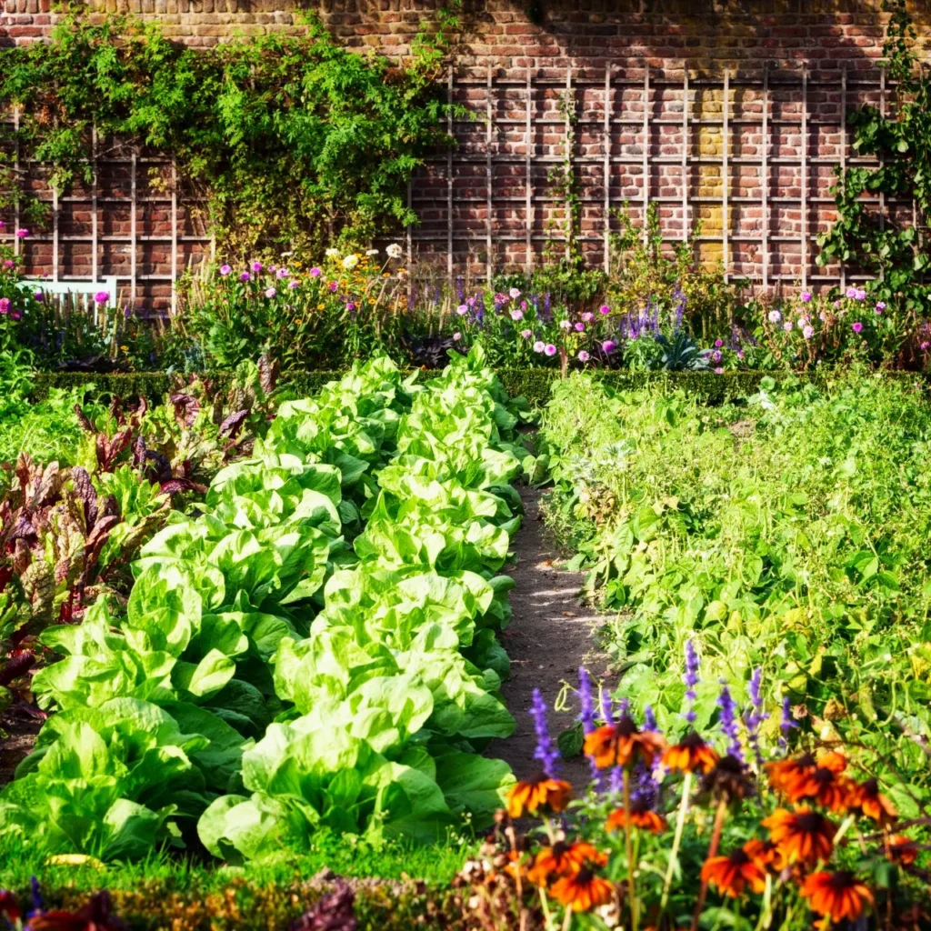Growing Vegetables At Home in Pots