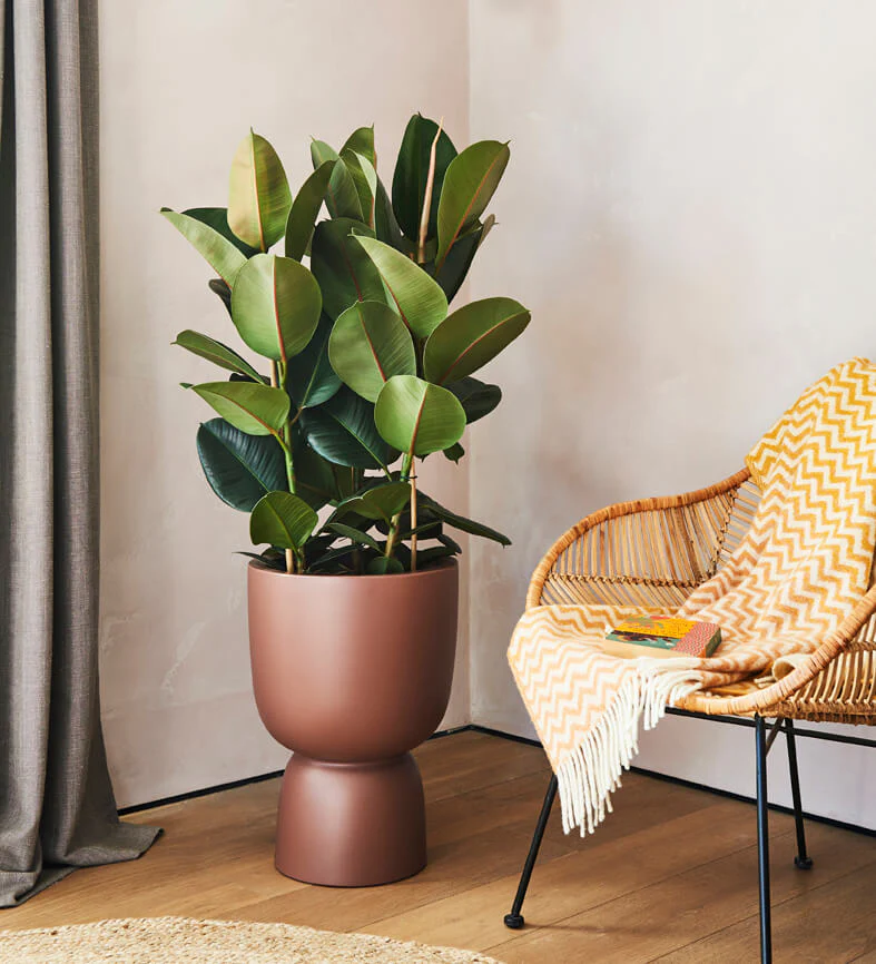 Best Houseplants For Bright Light