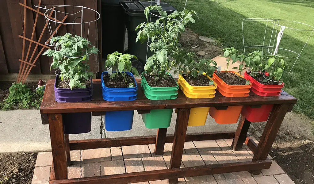 Growing Vegetables At Home in Pots