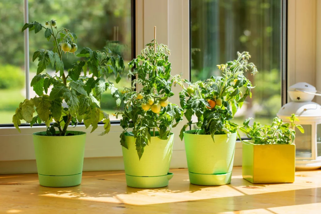 Indoor Vegetable Gardening