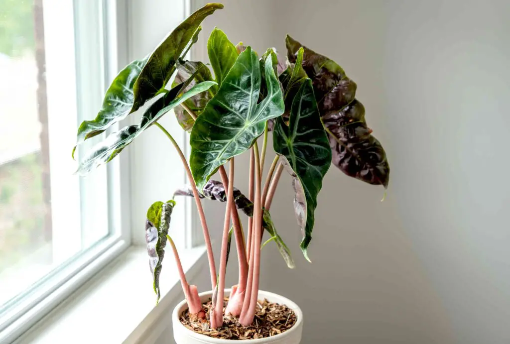 Best Houseplants For Bright Light