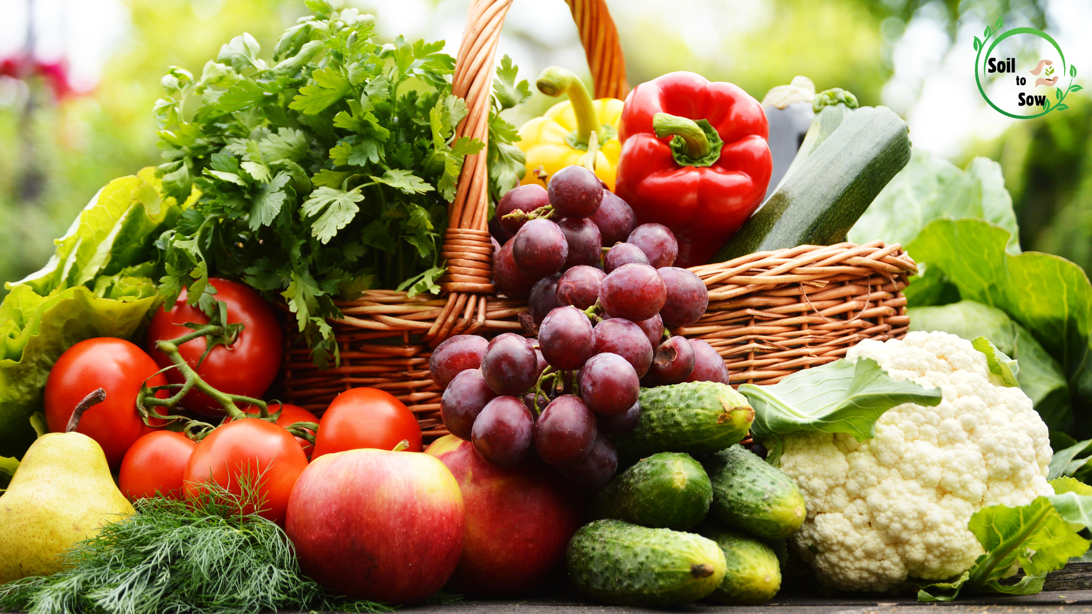 Growing Vegetables at Home in Pots