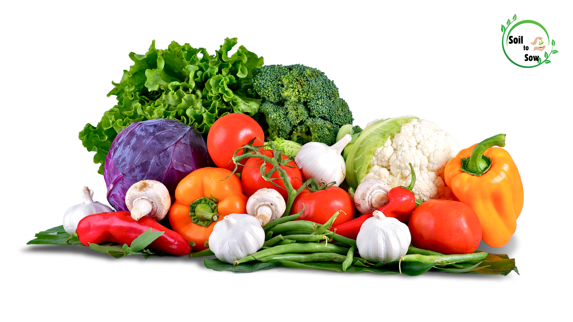 Indoor Vegetable Gardening