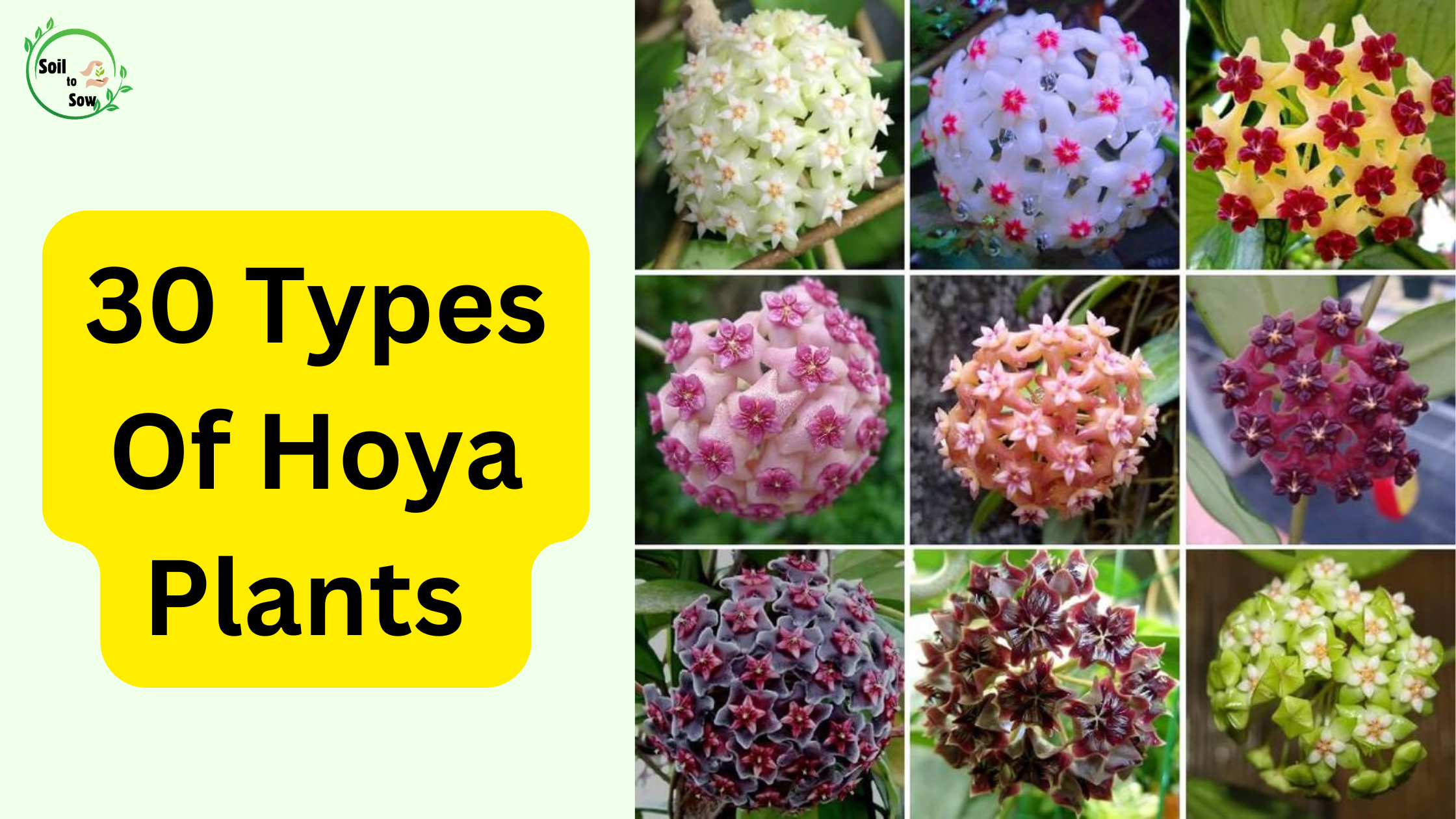 Types of hoya