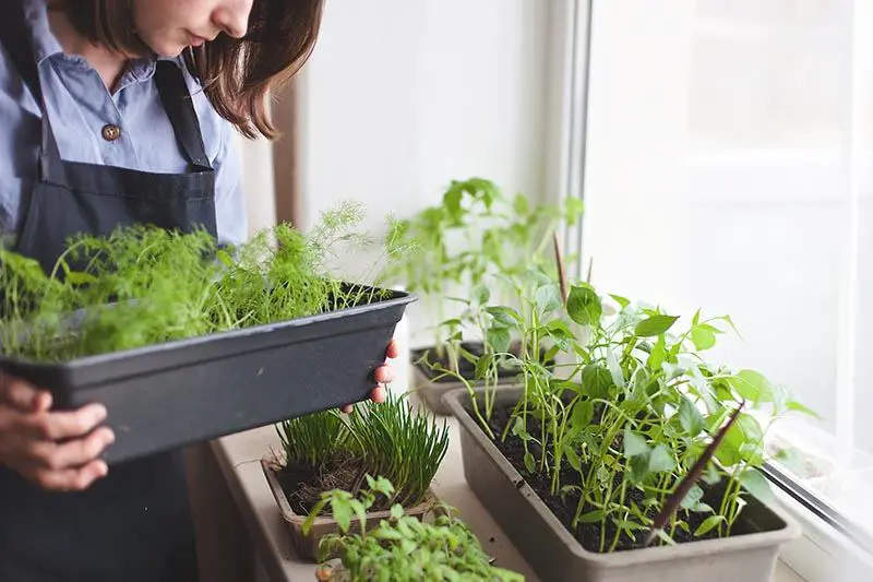 Indoor Vegetable Gardening