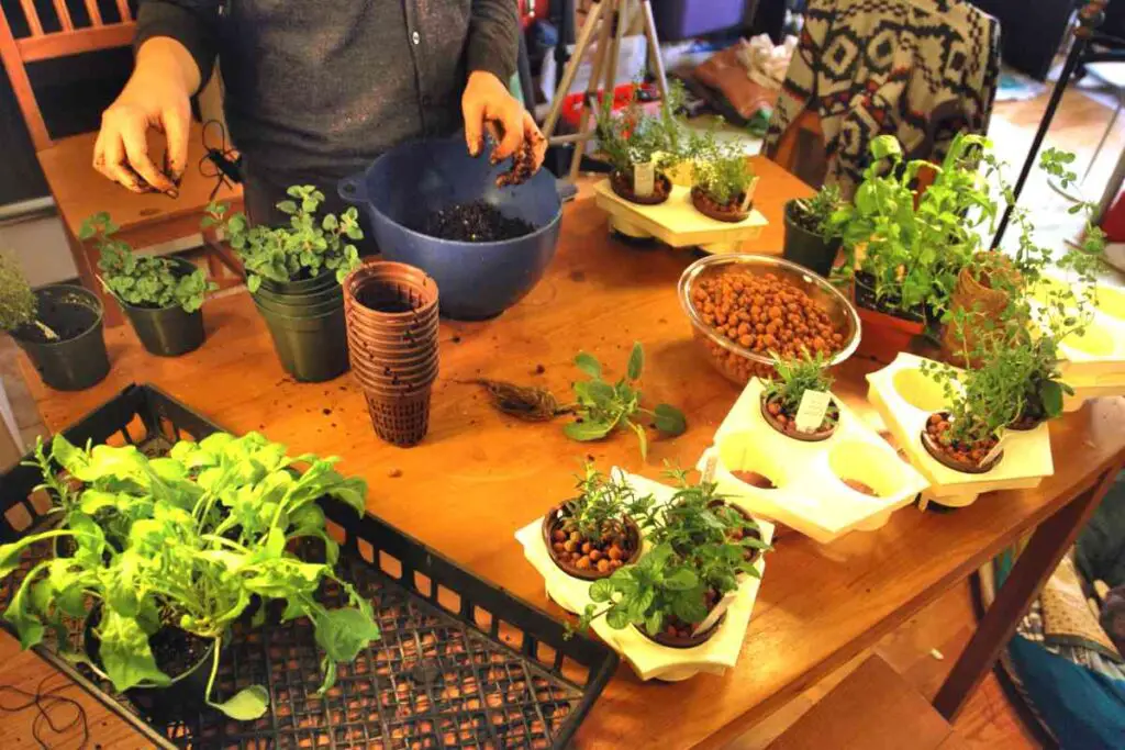 Indoor Vegetable Gardening