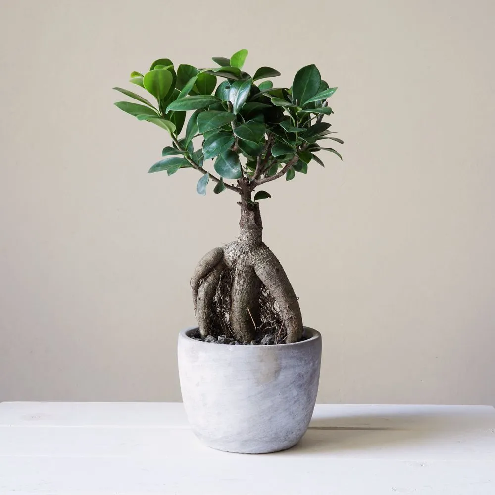 Best Houseplants For Bright Light