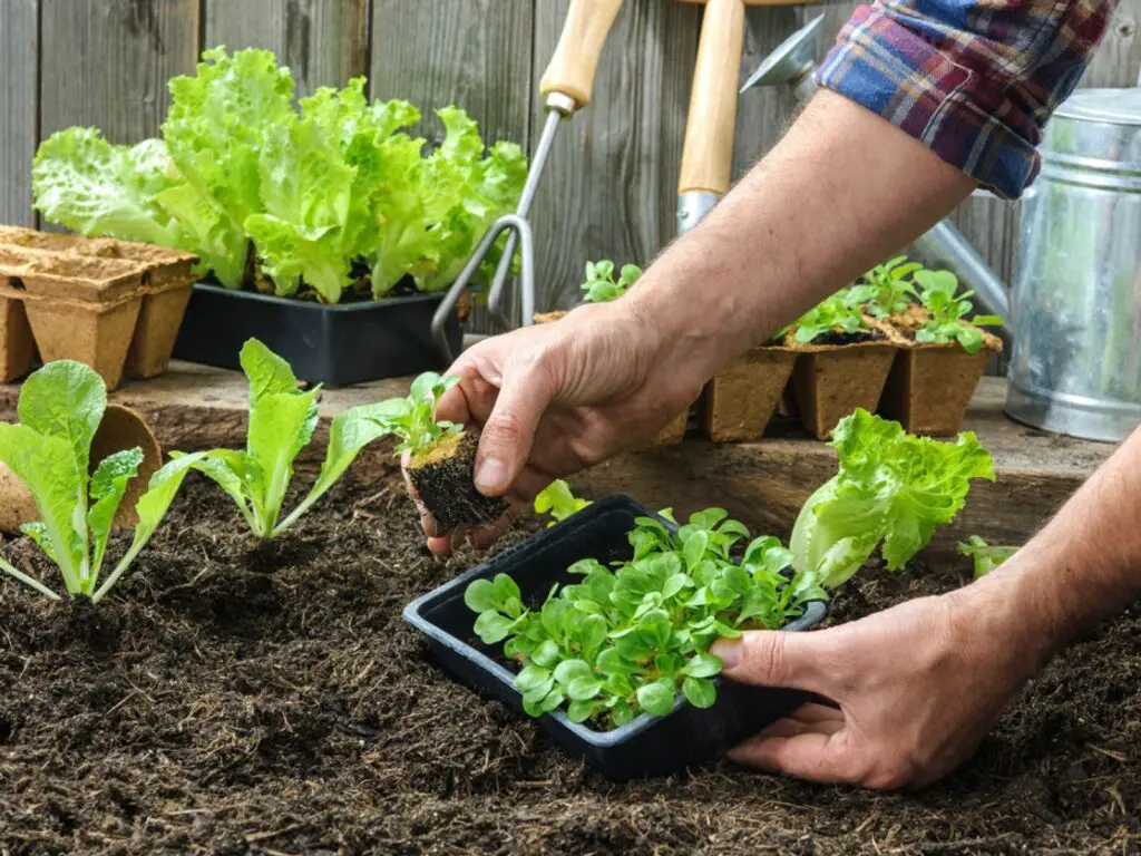 Growing Vegetables At Home in Pots