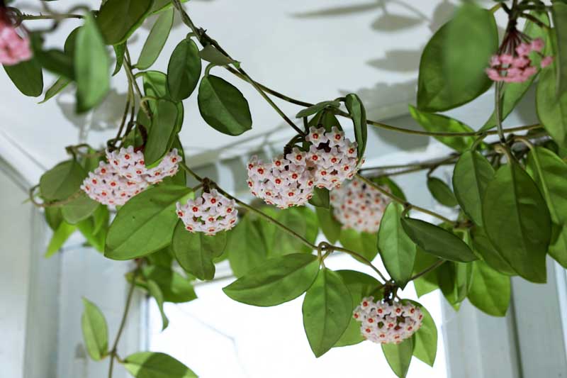 Types of Hoya
