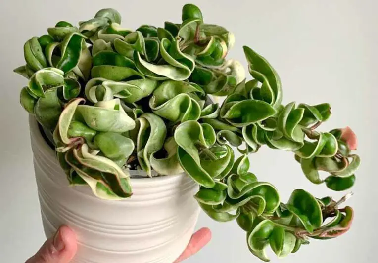 Types of Hoya
