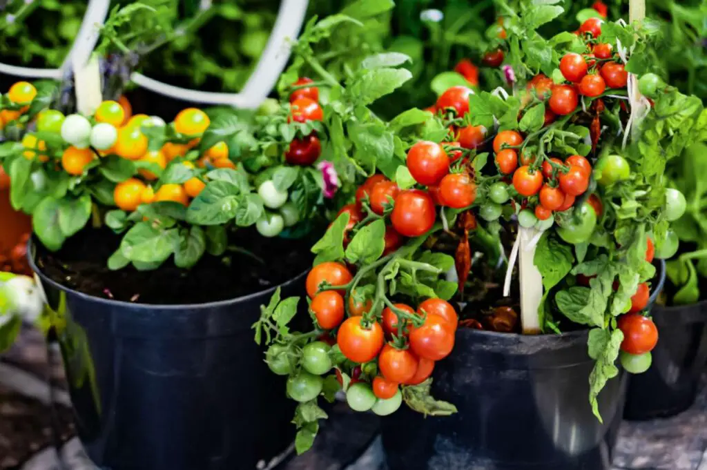 Growing Vegetables At Home in Pots