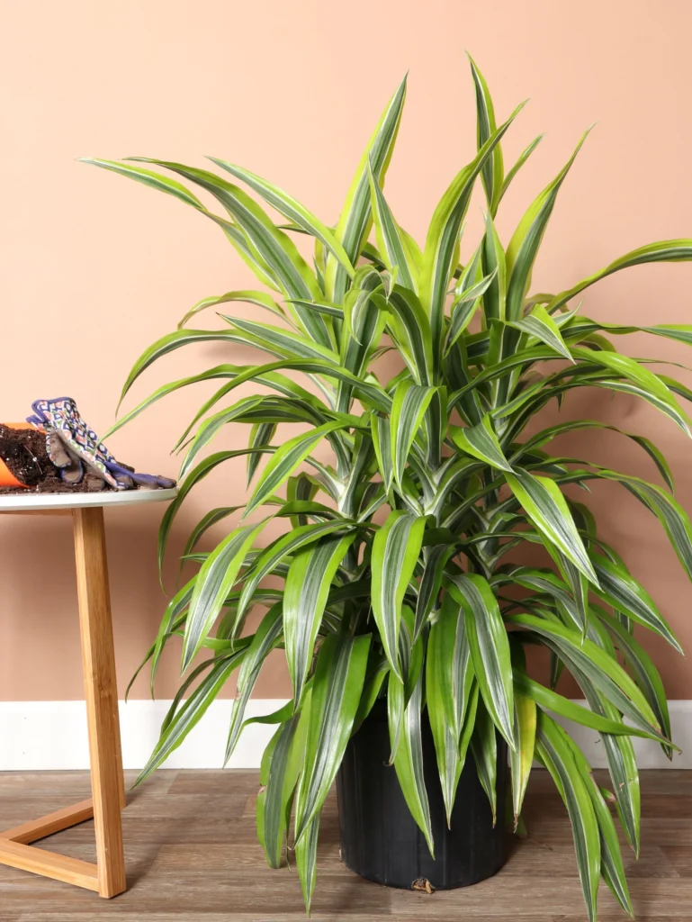 indoor plants