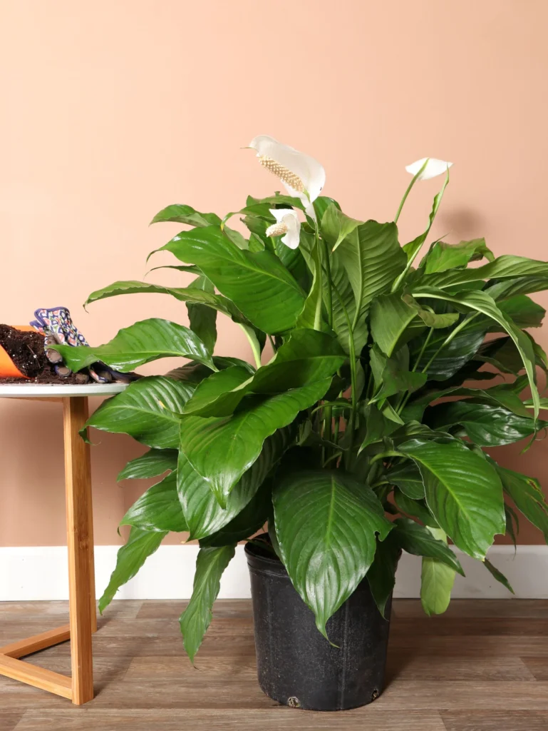 Low-Light Indoor Plants