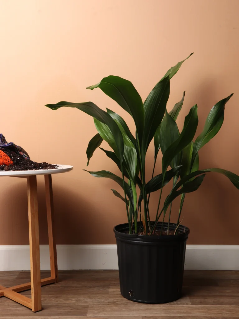 Low-Light Indoor Plants