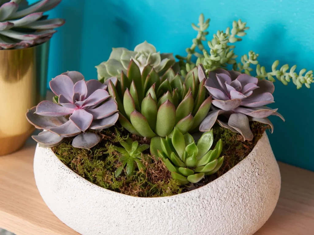 Houseplants You Should Avoid as a Beginner