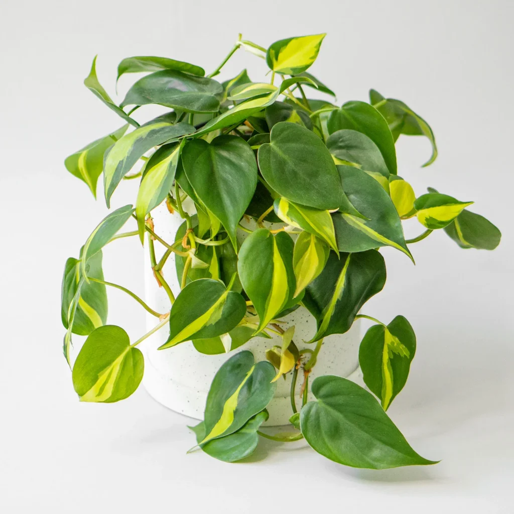 Shower Plants