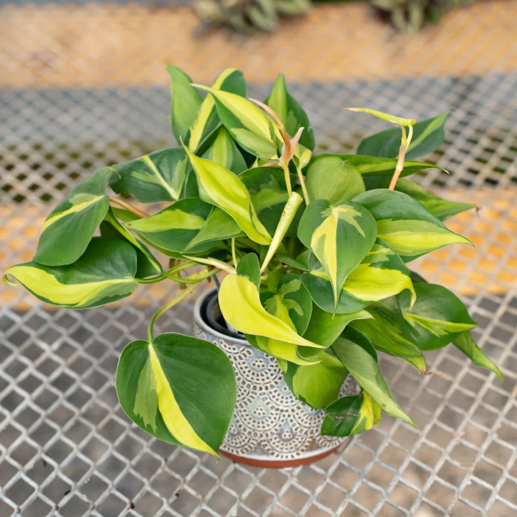 indoor plants