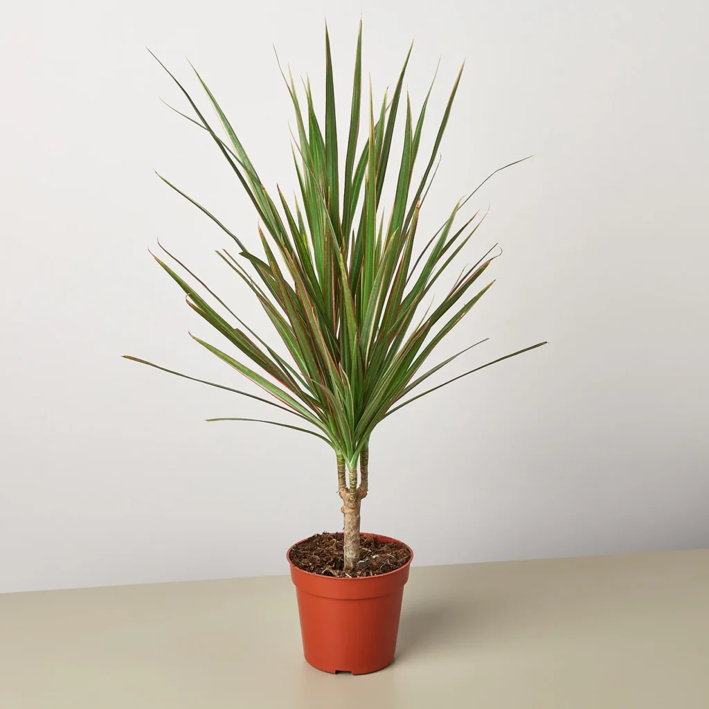 indoor plants