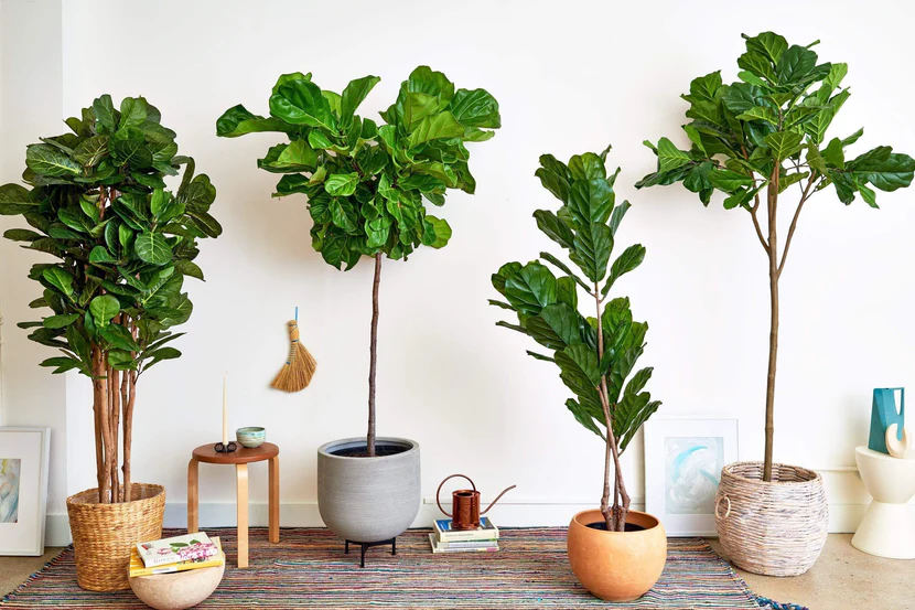 Overrated Houseplants