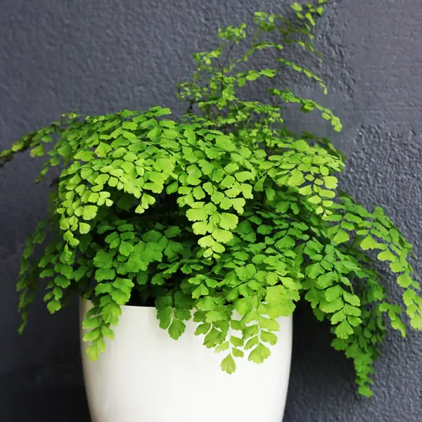 Low-Light Indoor Plants
