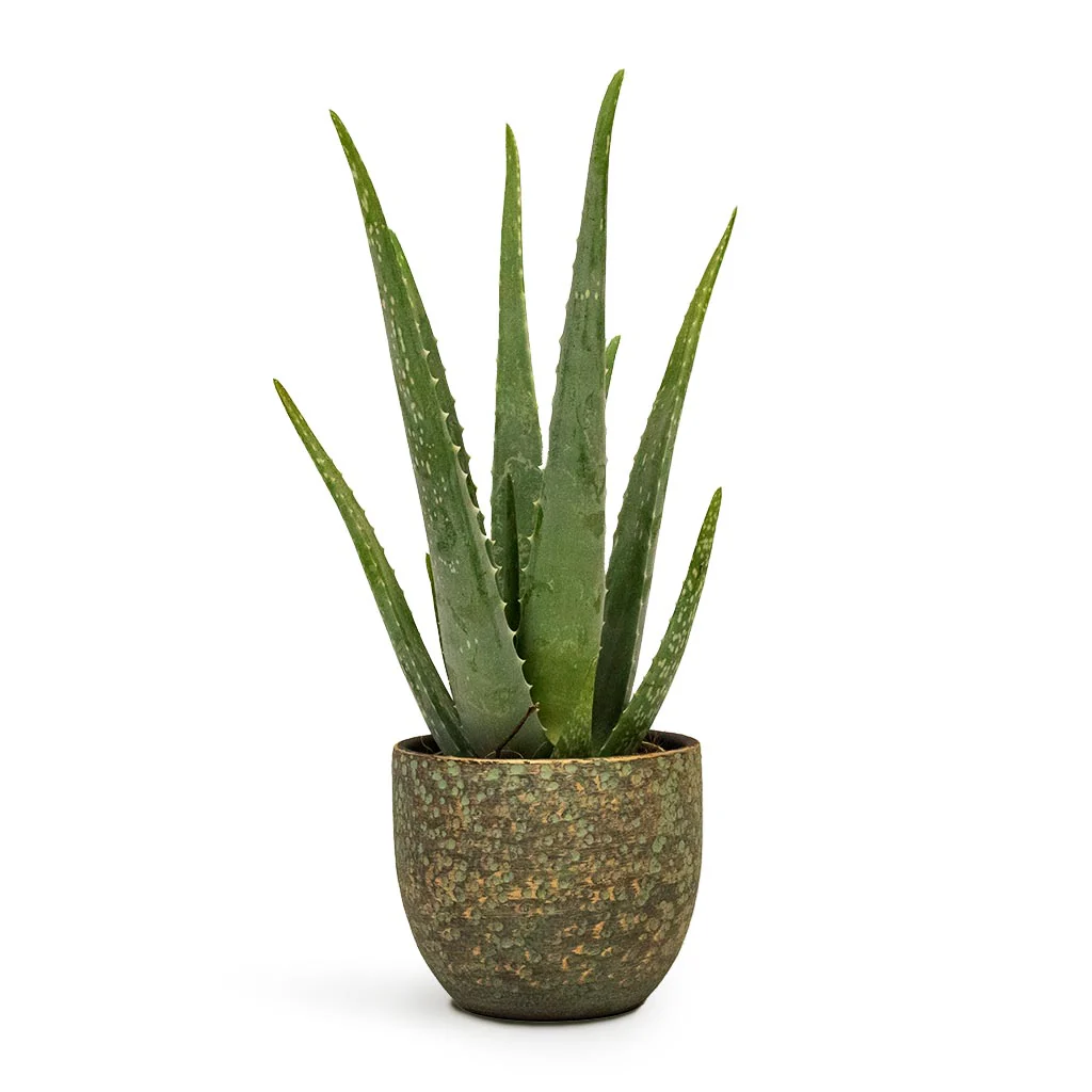 Indoor Plants for Beginners