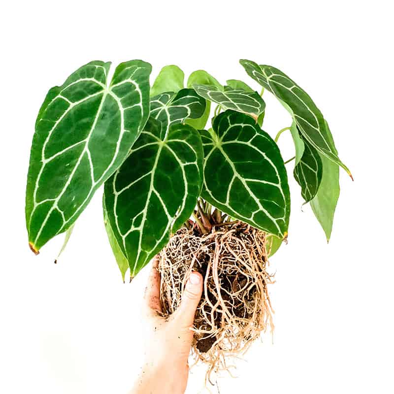 Anthurium Clarinervium