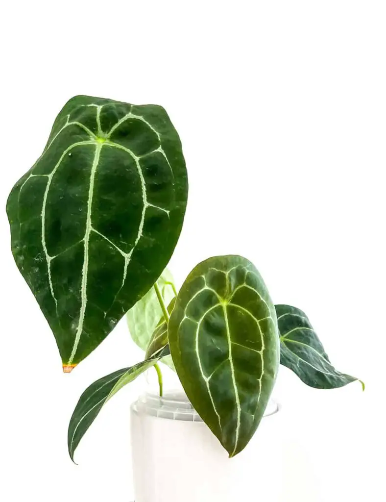 Anthurium Clarinervium