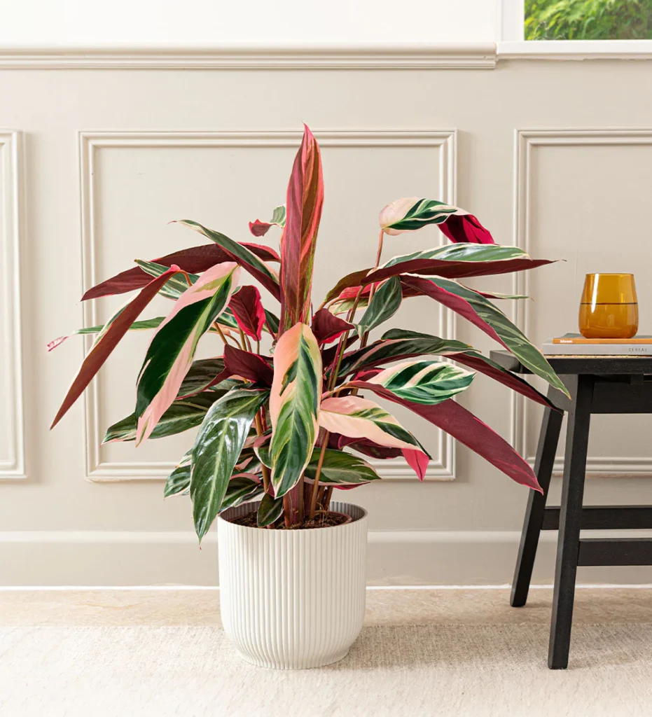 Low-Light Indoor Plants
