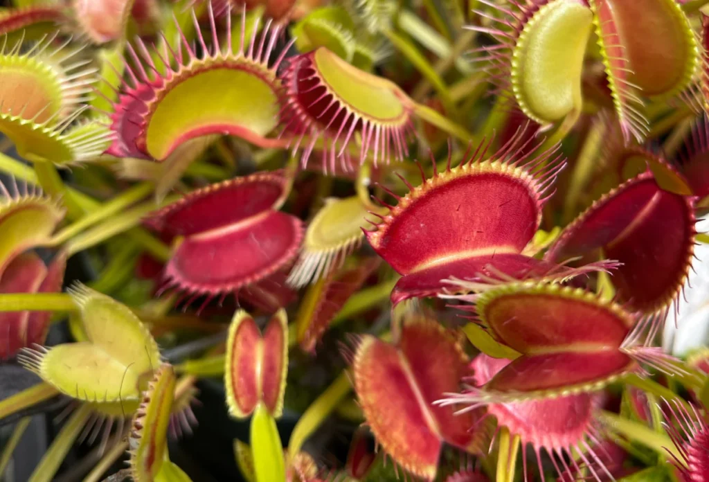 Overrated Houseplants