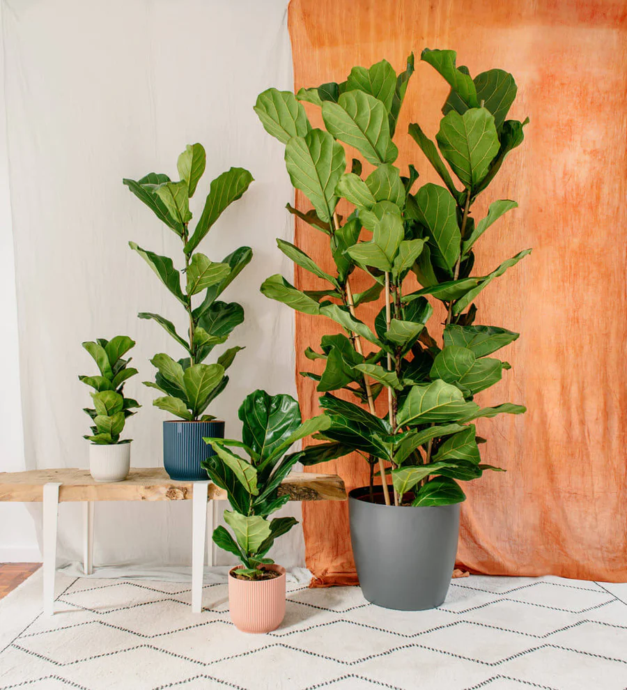 Potted Trees To Grow In Indoor