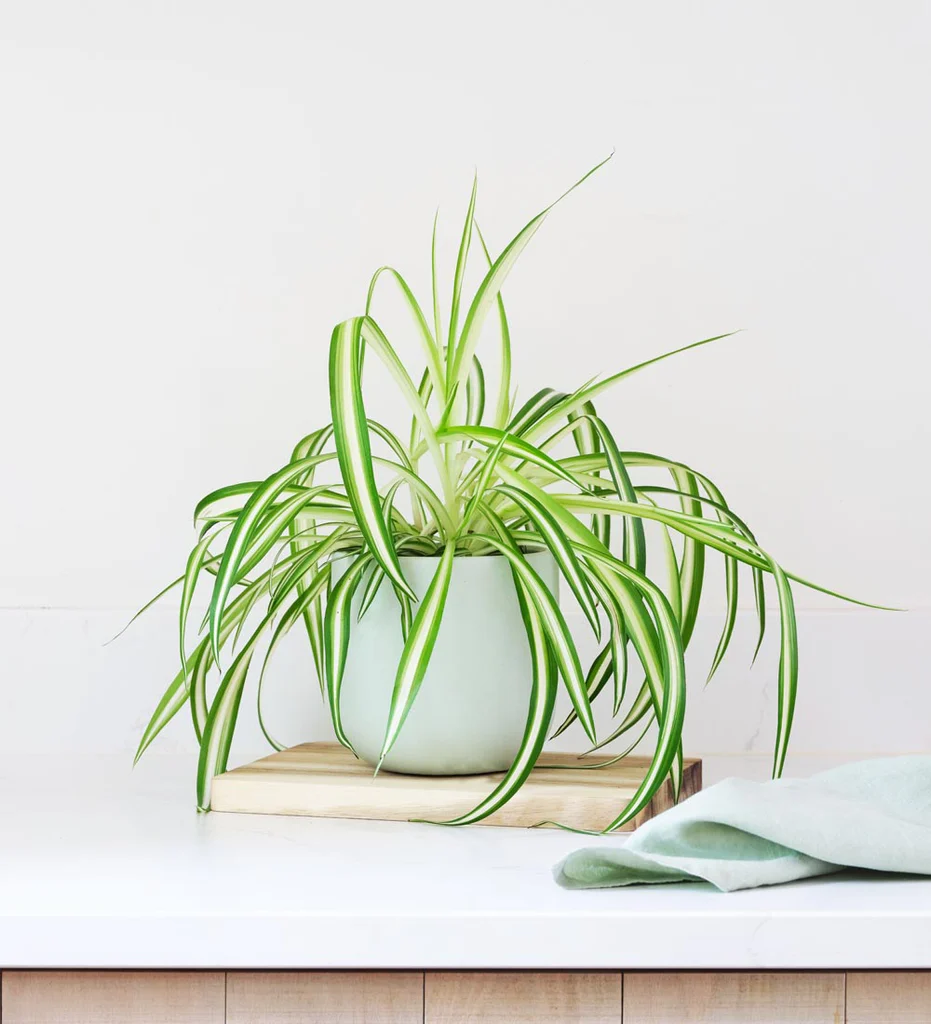 indoor plants