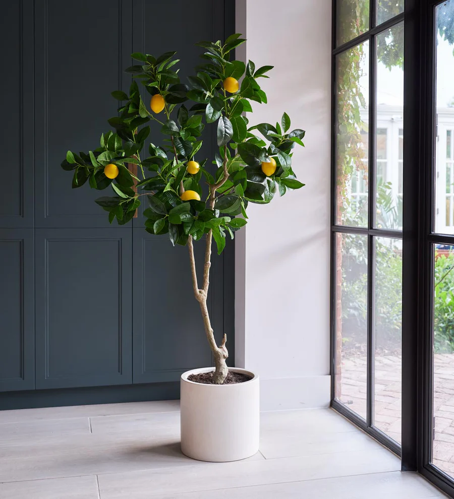indoor plants