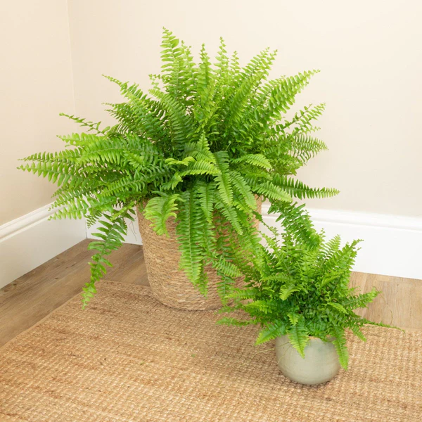 Overrated Houseplants