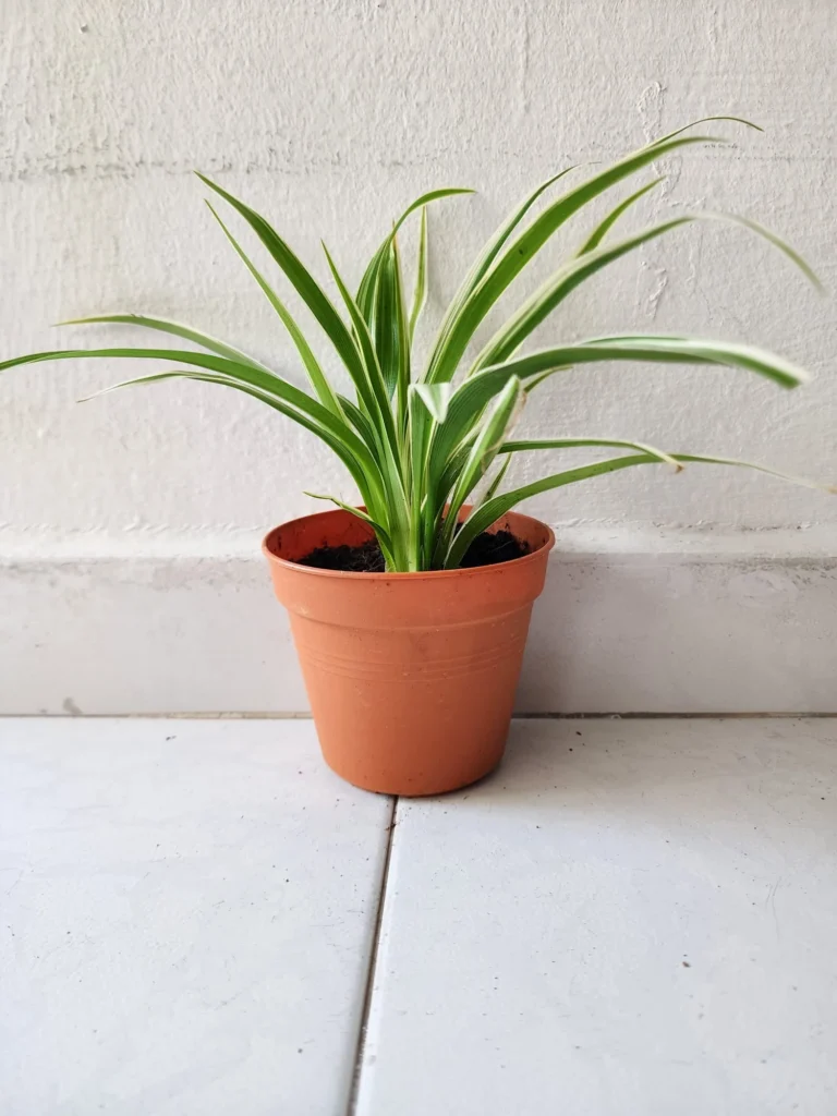 Bathroom Plants