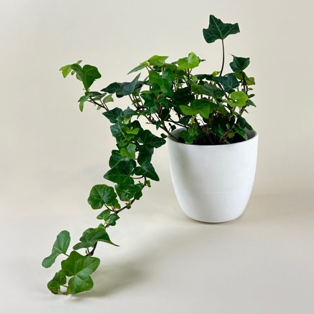 Low-Light Indoor Plants