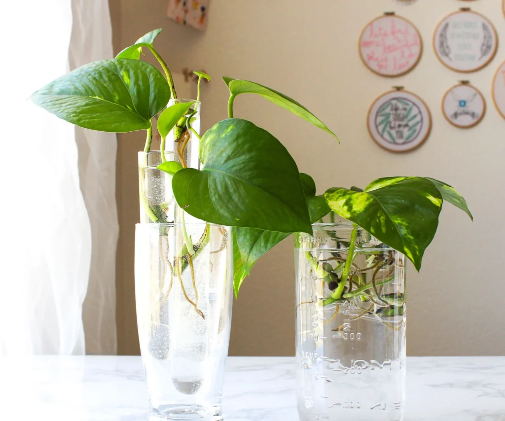 Plants That Grow in Water
