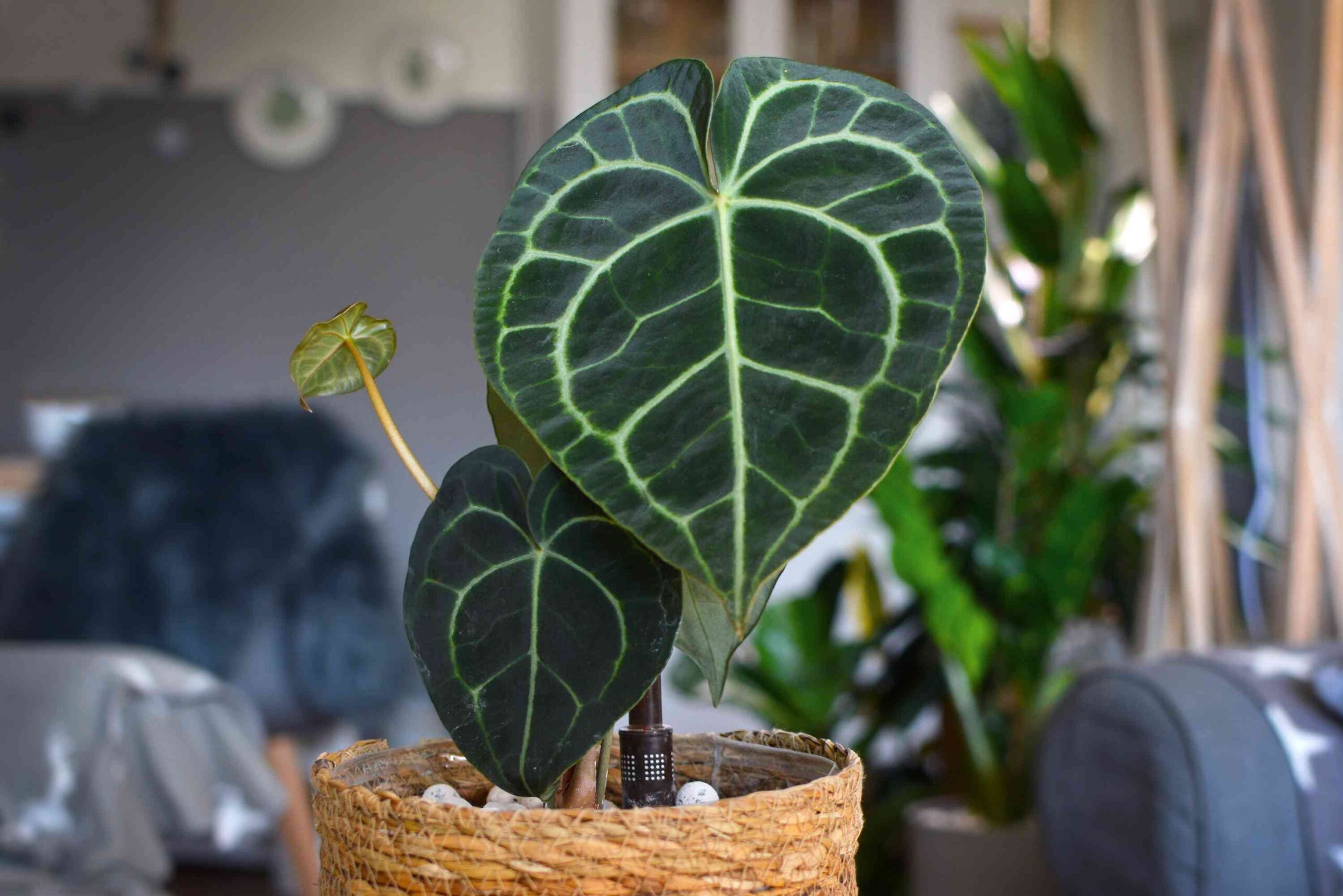 Growing Anthurium Clarinervium