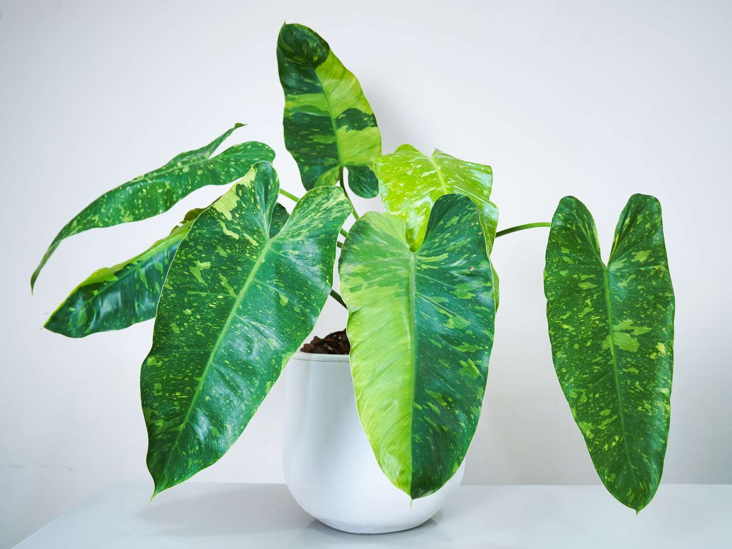 Houseplants You Should Avoid as a Beginner