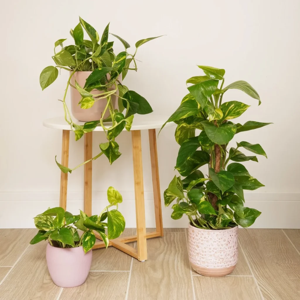 Bathroom Plants