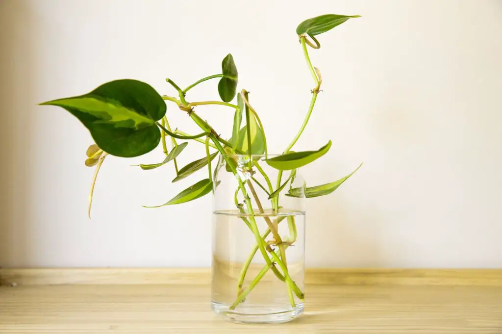 Plants That Grow in Water