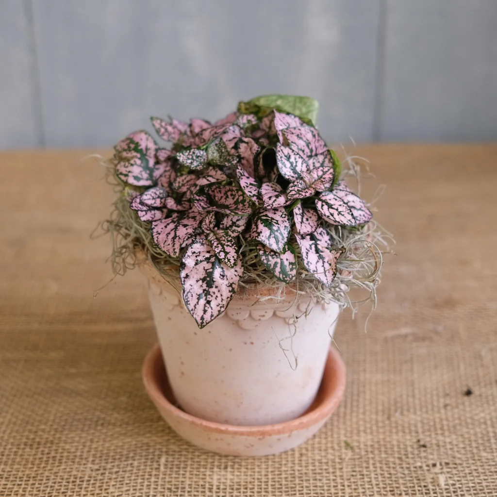 Overrated Houseplants