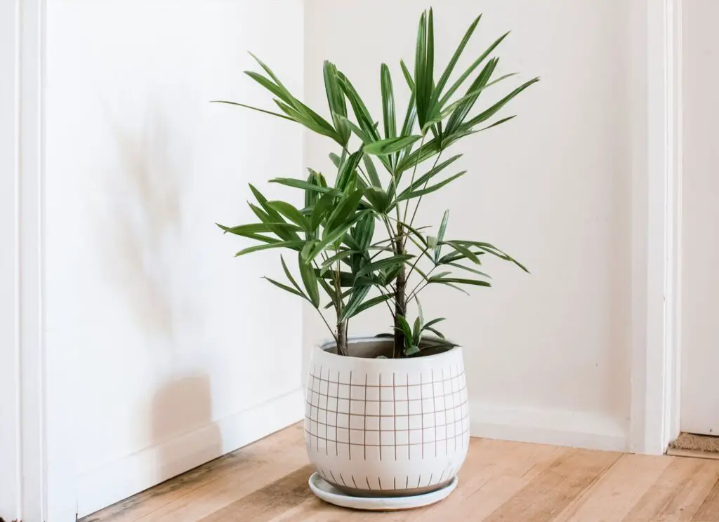 Potted Trees To Grow In Indoor
