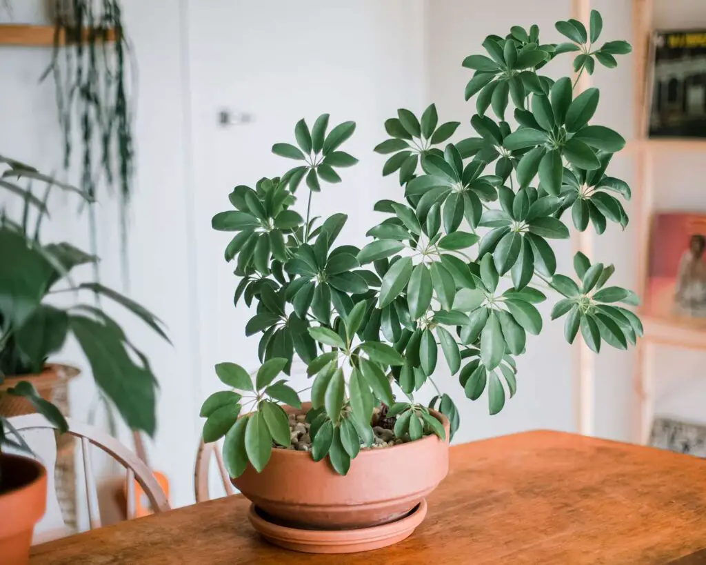 indoor plants