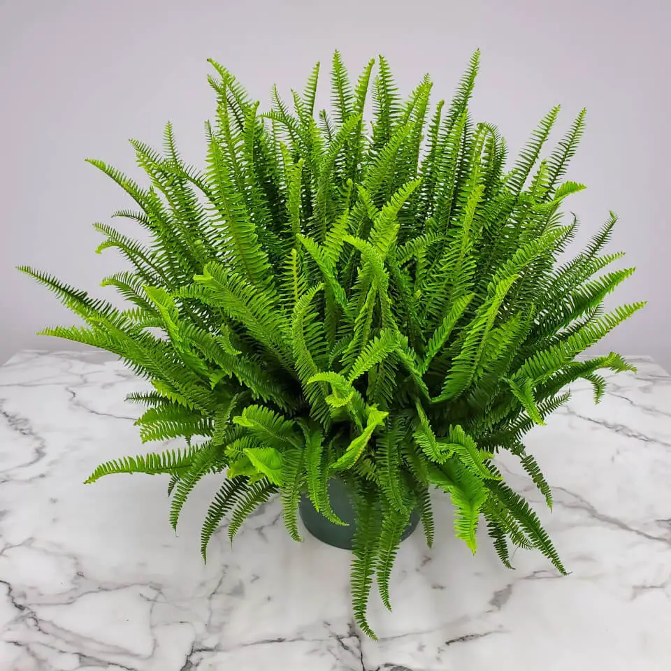 indoor plants