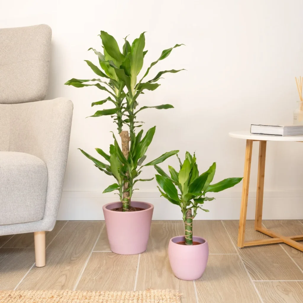 indoor plants