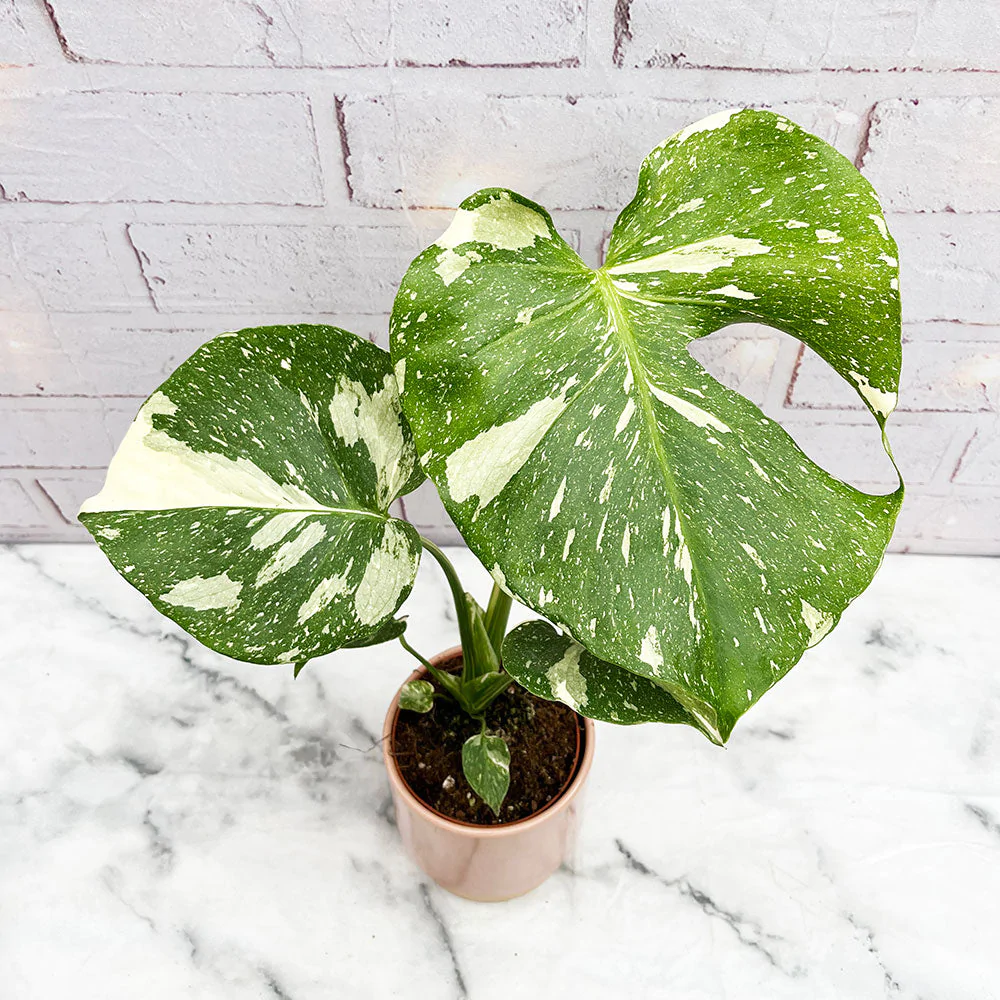 Overrated Houseplants