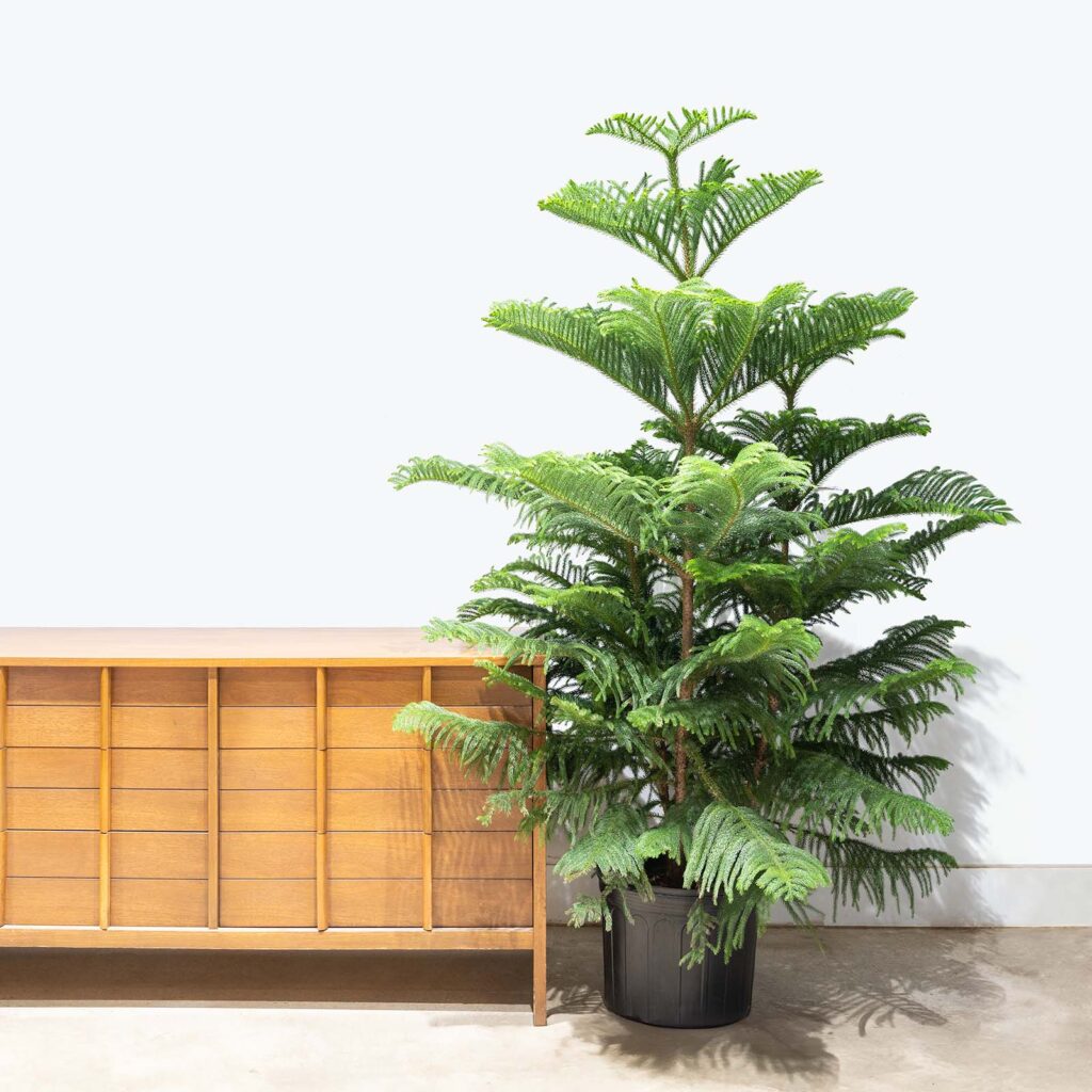 indoor plants